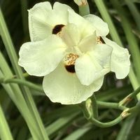 アロエ,オジギソウ,ワスレグサ,オキナワシャガの画像