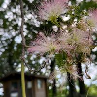 ネムノキ,ネムノキ,ヘメロカリス,イワタバコ,散歩コースの画像