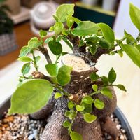 ガジュマル,観葉植物,インテリアグリーン,強剪定,リビング・ダイニングの画像