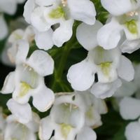 アンゲロニア,南天(なんてん),おでかけ先,平和を願う☆,GSの繋がりに感謝♡の画像