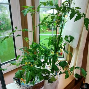 ミニトマト,ミニトマト,DIY,水耕栽培,挿し芽の画像