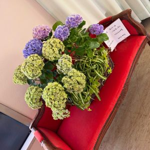 寄植え,投げ入れ,アジサイ　紫陽花,お花屋さん,熊本の画像