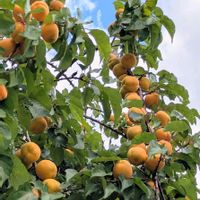 アンズ,今日のお花,実がなる木,お出かけ先の画像
