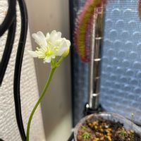 ハエトリソウ,ウツボカズラ,ハエトリソウの花,腰水,補光ラックの画像