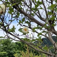 クリンソウ,クリンソウ,クリンソウ,ユキノシタ,ユキノシタの画像