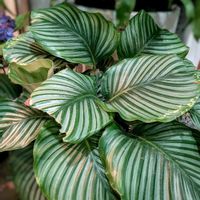 カラテア,カラテアオルビフォリア,カラテア・オルビフォリア,観葉植物,植物のある暮らしの画像