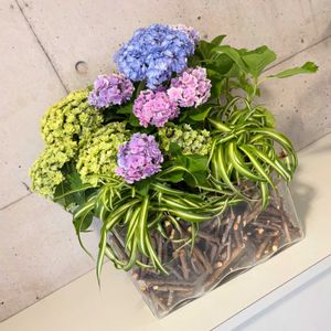 寄植え,投げ入れ,アジサイ　紫陽花,お花屋さん,熊本の画像
