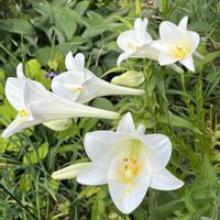 エキナセア,ガウラ,カシワバアジサイ,テッポウユリ,やっぱり白花の画像
