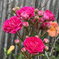 地植え,つるバラ,花のある暮らし,綺麗,綺麗な色の画像