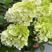アジサイ,紫陽花,ノリウツギ,ガーデニング,PWの画像