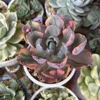 セダムの寄せ植え,パールフォンニュルンベルグ錦,プロリフィカ錦,チワワエンシス錦,チワワエンシス錦の画像