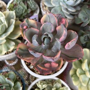 セダムの寄せ植え,パールフォンニュルンベルグ錦,プロリフィカ錦,チワワエンシス錦,チワワエンシス錦の画像