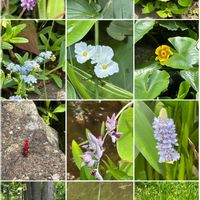 ノウゼンカズラ,オオバギボウシ,ハンゲショウ(半夏生),ホザキキカシグサ,水辺の植物の画像