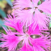 カワラナデシコの画像