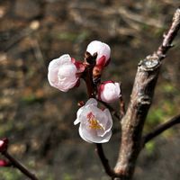 アンズ,今日の花,今日のお花,うちの山,ずくだせ信州の画像