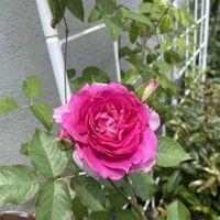 シェエラザード,バラ 鉢植え,玄関アプローチの画像
