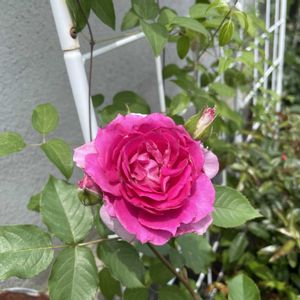 シェエラザード,バラ 鉢植え,玄関アプローチの画像