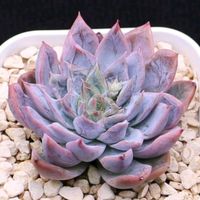 ハオルチア,多肉植物,エケベリア属,ハオルチア属,多肉大好きの画像