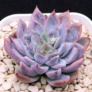 ハオルチア,多肉植物,エケベリア属,ハオルチア属,多肉大好きの画像