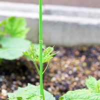 ゴーヤ,梅雨入り,種まきから育てる,支柱立て,庭の画像