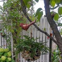 トキワシノブの画像