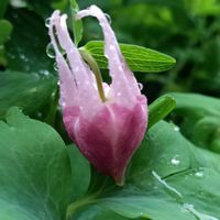 オダマキ,オダマキ,花のある暮らし,幸せな時間,四季を感じるの画像