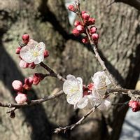 アンズ,バラ科,落葉小高木,ゆいみゅう0624,筑波実験植物園、の画像