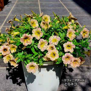 サフィニアアート,サントリーフラワーズ,ベチュニア,花のある暮らし,小さな庭の画像