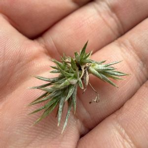 チランジア,イオナンタ,エアプランツの画像