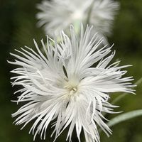 カワラナデシコ,センニチコウ（千日紅）,カワラナデシコ ミーティアホワイト,白い花,キュンキュン乙女倶楽部No.243の画像