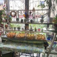 アンズ,あんず,杏(あんず),杏　サニーコット,果樹の画像