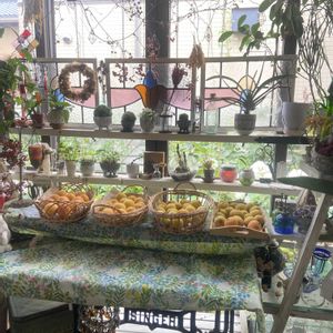 アンズ,あんず,杏(あんず),杏　サニーコット,果樹の画像