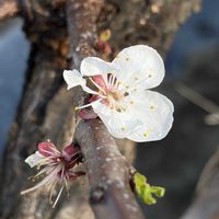 アンズ,アンズ,我が家の畑,今日のお花,あんずの花の画像