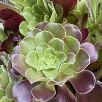 オーロラ,オーロラ,多肉植物,アエオニウム,アエオニウム属の画像