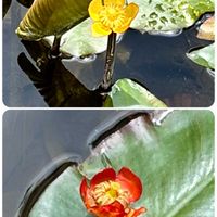 コウホネ,ベニコウホネ(コウホネの変種),水性植物,上三依水性植物園の画像