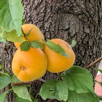 アンズ,,今日のお花の画像