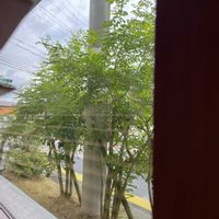 アジアンタムの画像