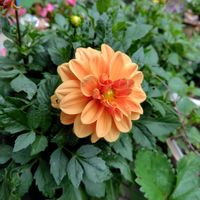 ジギタリス,多肉,ベビーサンローズ,小花ダリアの画像