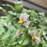 ジャガイモ,朝の一枚,キッチン,玄関アプローチ,庭の画像