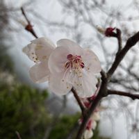 アンズ,アプリコット,杏(あんず),庭木,マイガーデンの画像