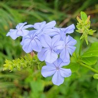 ルリマツリ,紫陽花　あじさい　アジサイ,幸せの青い花,青い花マニア,うどん県人会の画像