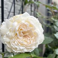 バラ ボレロ,ガーデニング,白い花,良い香り,花のある暮らしの画像