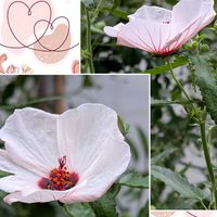ミセバヤ,ヤナギバルイラソウ,サルビアコクネシア,ヤノネボンテンカ (タカサゴフヨウ),我が家の花達の画像
