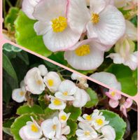 キュウリ,ベゴニア,ビオラ,パクチー,コリアンダーの花の画像