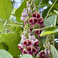 アピオス,アメリカホドイモ,花言葉,おひさまの画像