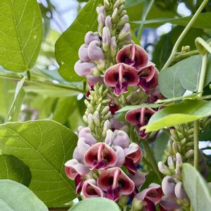 アピオス,アメリカホドイモ,花言葉,おひさまの画像