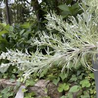 アサギリソウ,鉢植え,マイガーデン,つぼみ,綺麗✨の画像