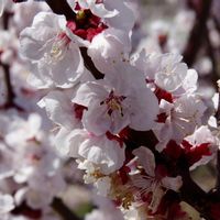 アンズ,今日のお花,あんずの里,長野県千曲市,お出かけ先の画像