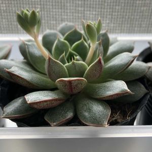 エケベリア,センぺルビウム,多肉植物,花芽,復活の画像