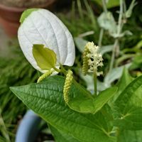 イソトマ,紫陽花,ししとう,ししとう,半夏生の画像